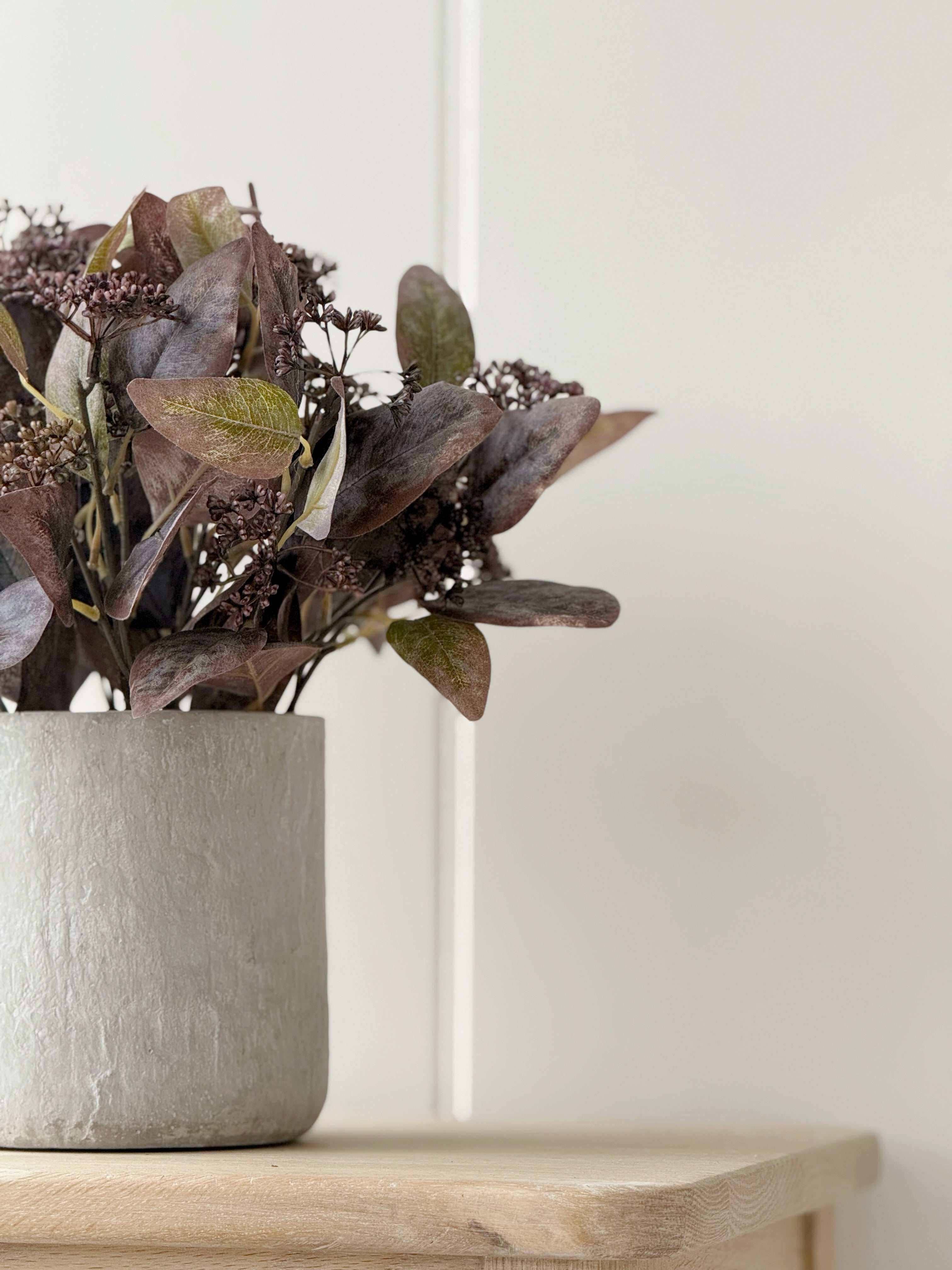 Potted Eucalyptus