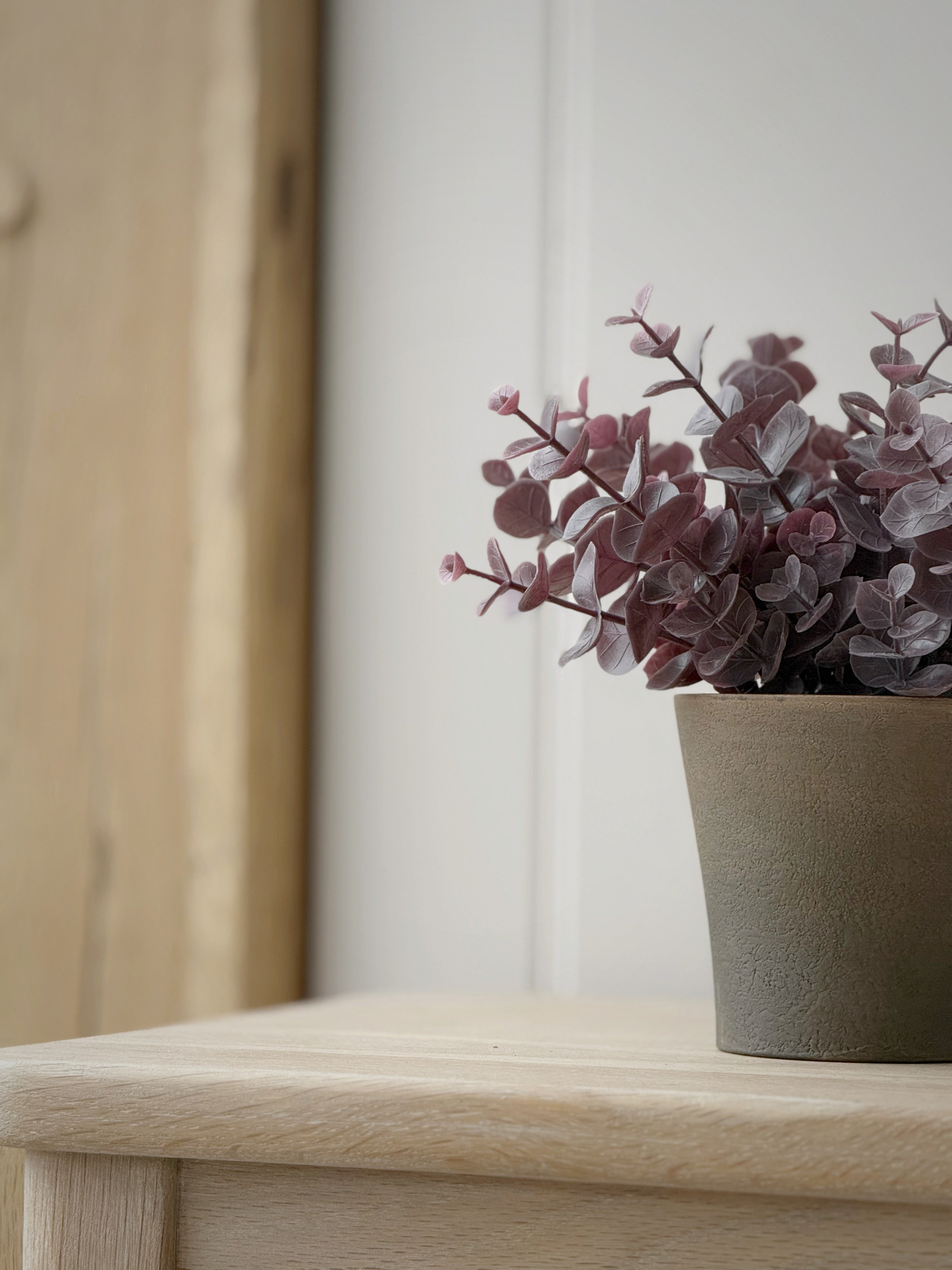 Potted Burgundy Eucalyptus