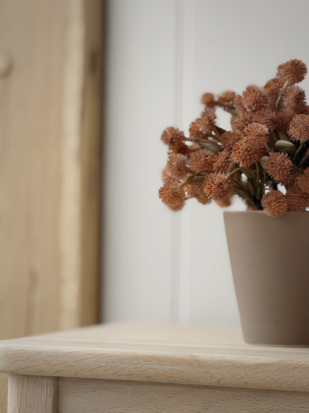 Allium Plant In Ceramic Pot