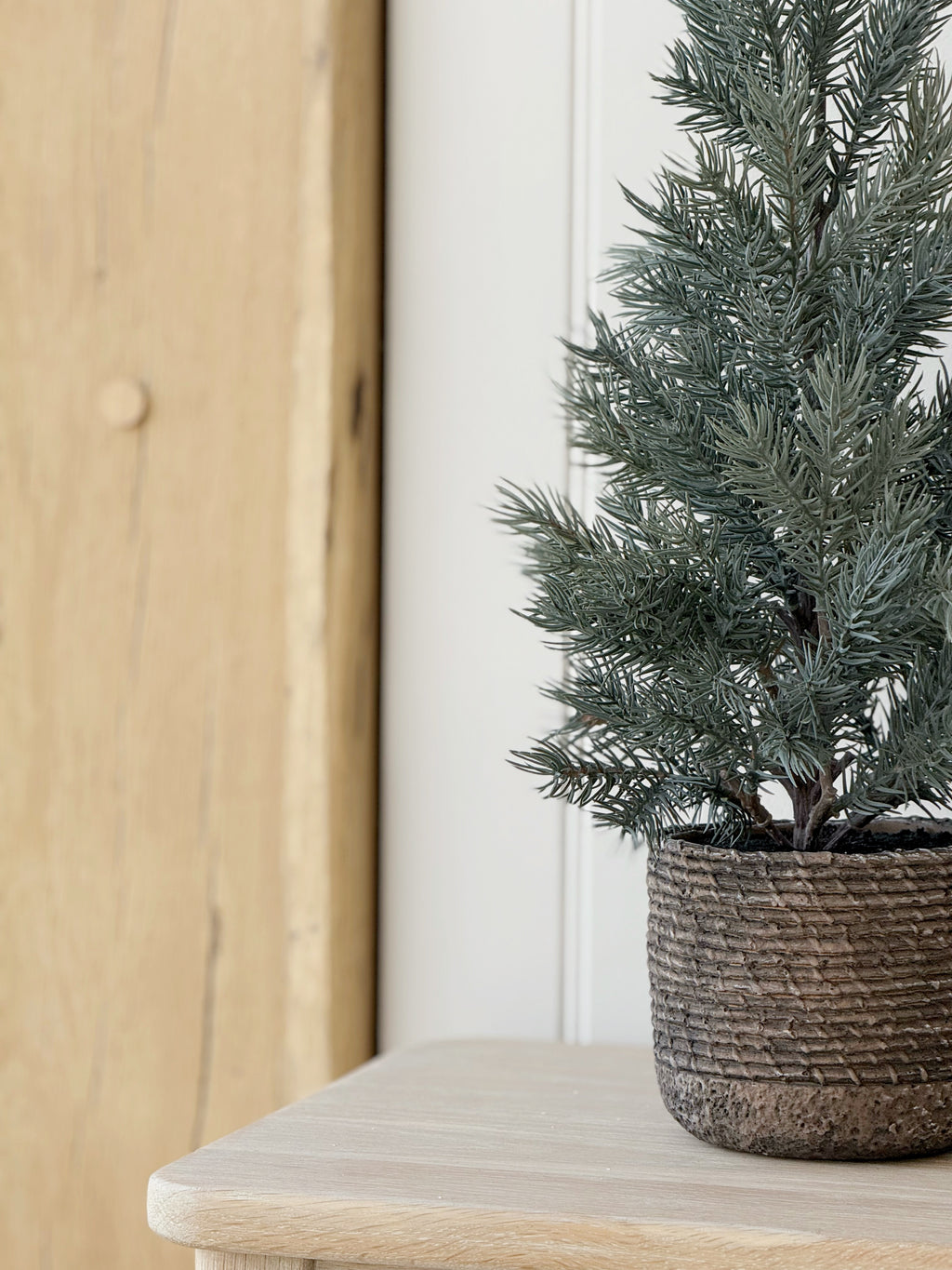 Pine Tree In Clay Pot