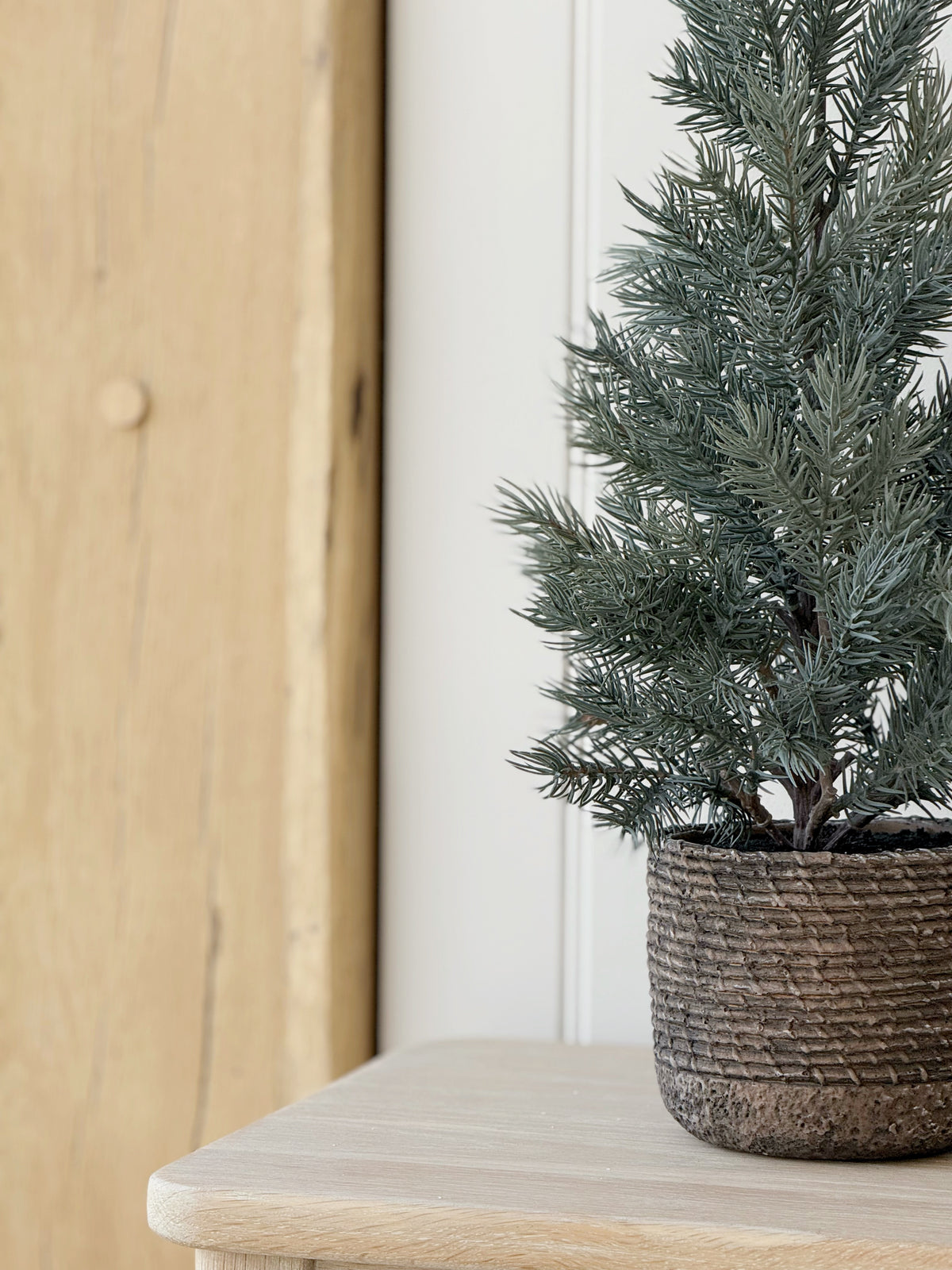 Pine Tree In Clay Pot