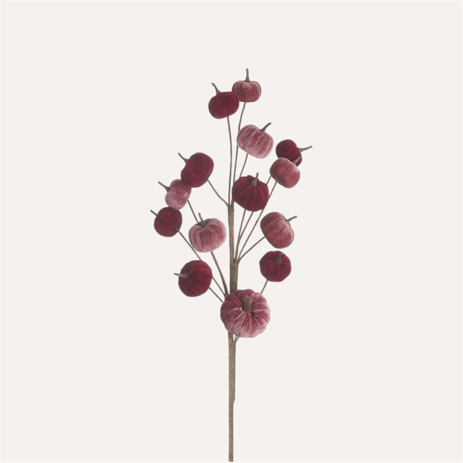 Velvet Pumpkin Stem