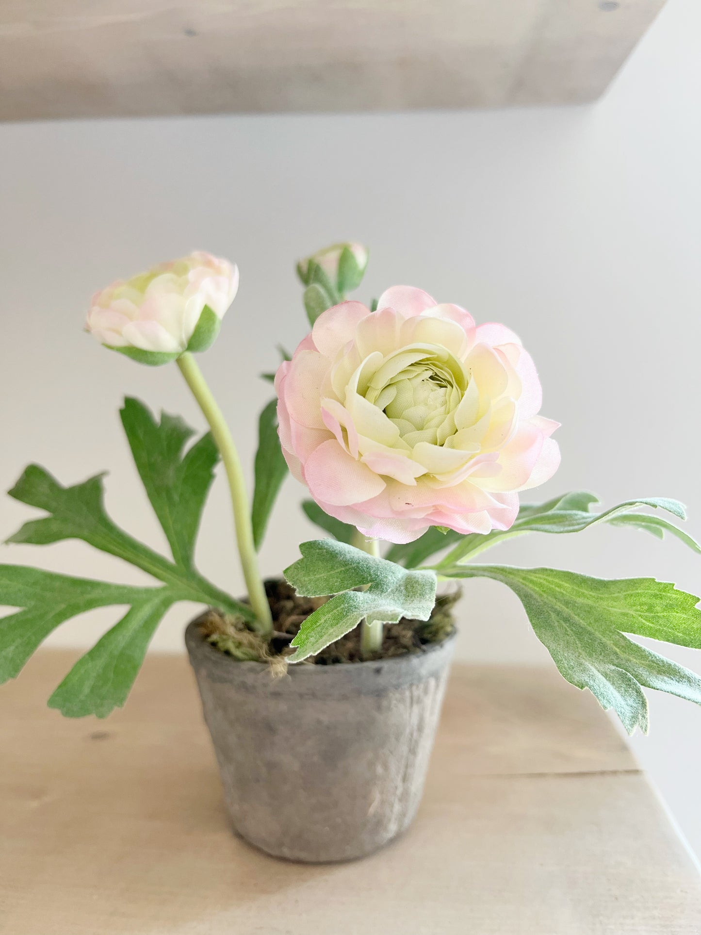 Rose Ranunculus In Ceramic Pot