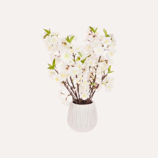 White Cherry Blossom In Pot