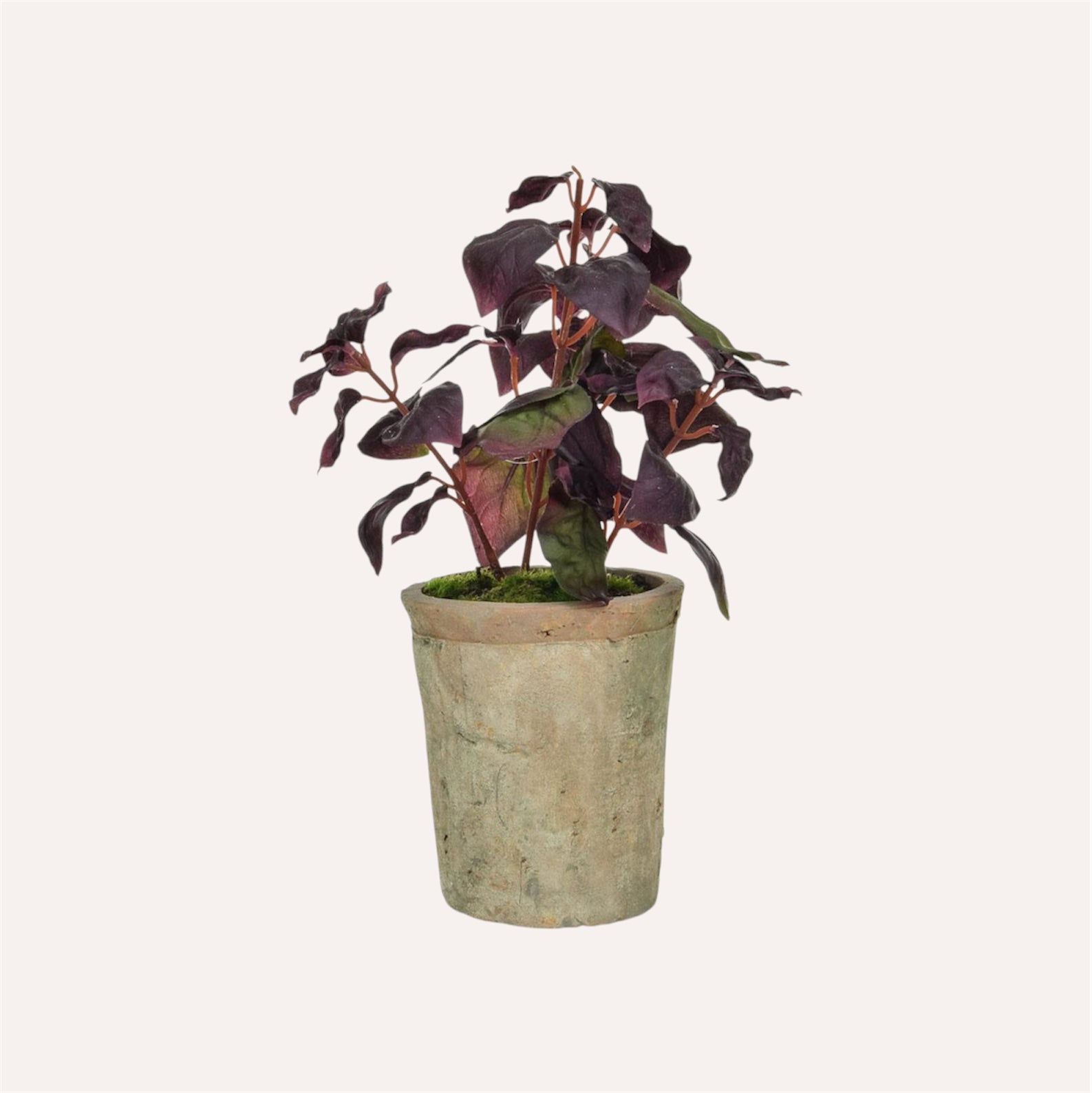 Potted Burgundy Basil