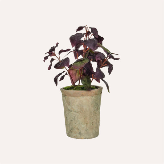 Potted Burgundy Basil