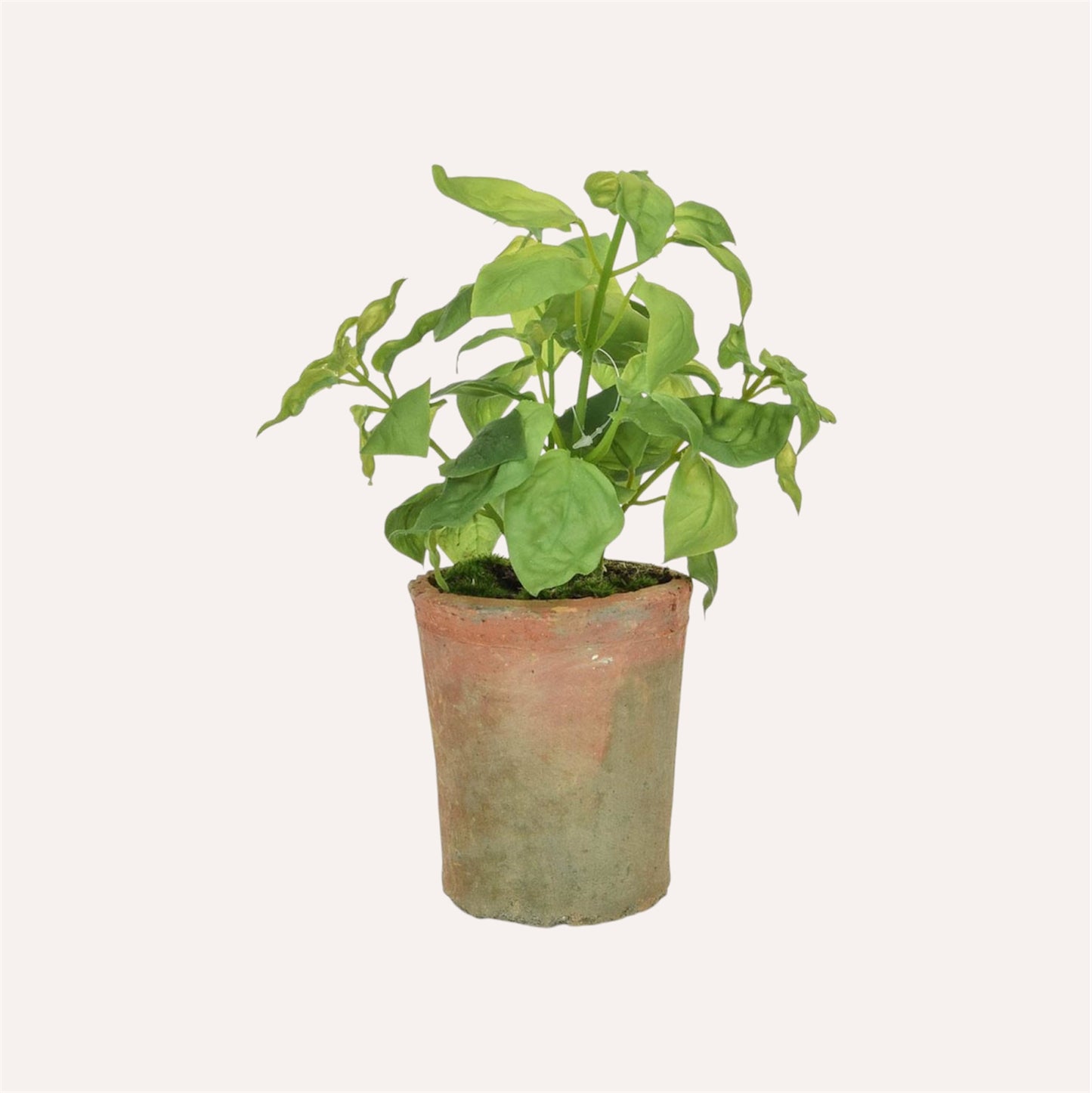 Potted Basil
