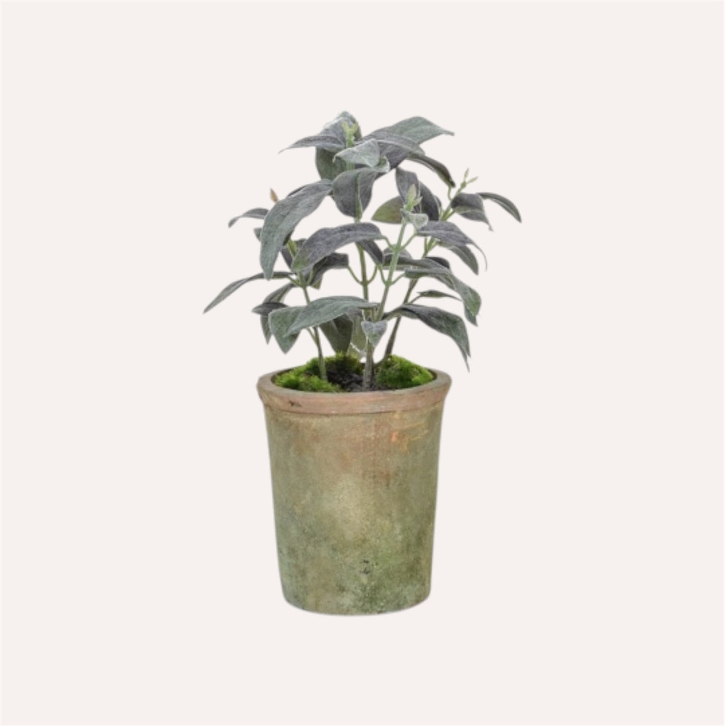 Potted Sage