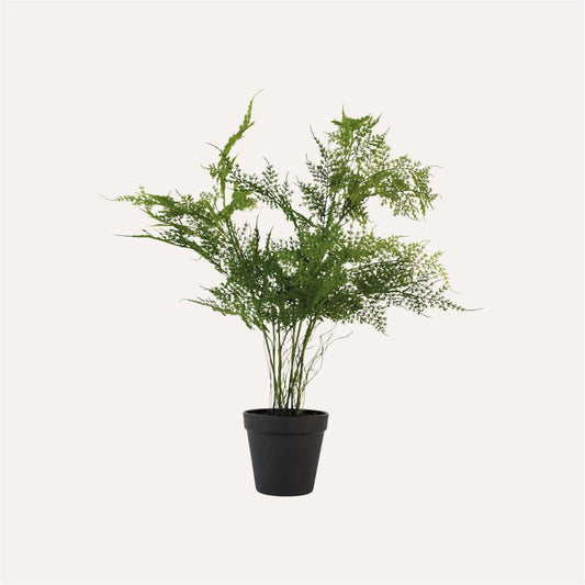 Asparagus Fern in Pot