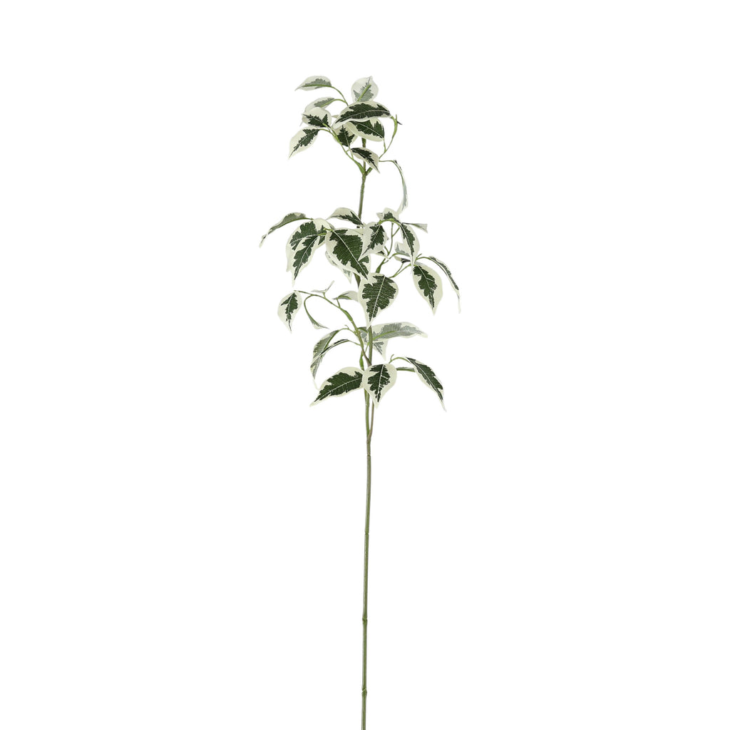 Variegated Ficus Stem