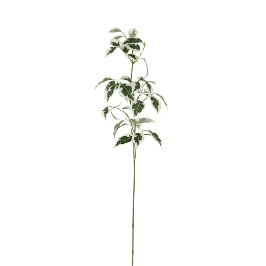Variegated Ficus Stem