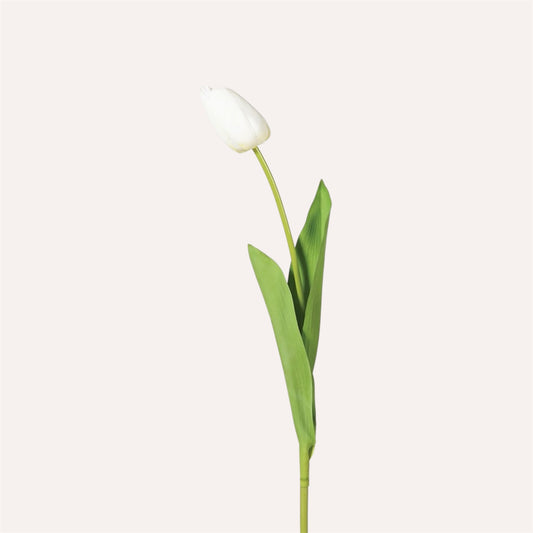 White Tulip Stem