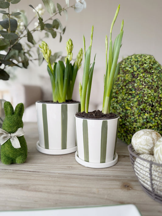 Striped Green Planter With Saucer