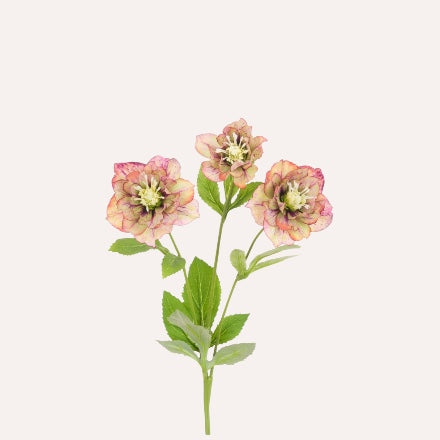 Mauve Hellebore Spray