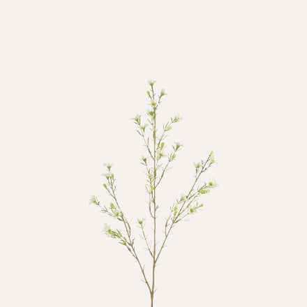 White Wax Flower