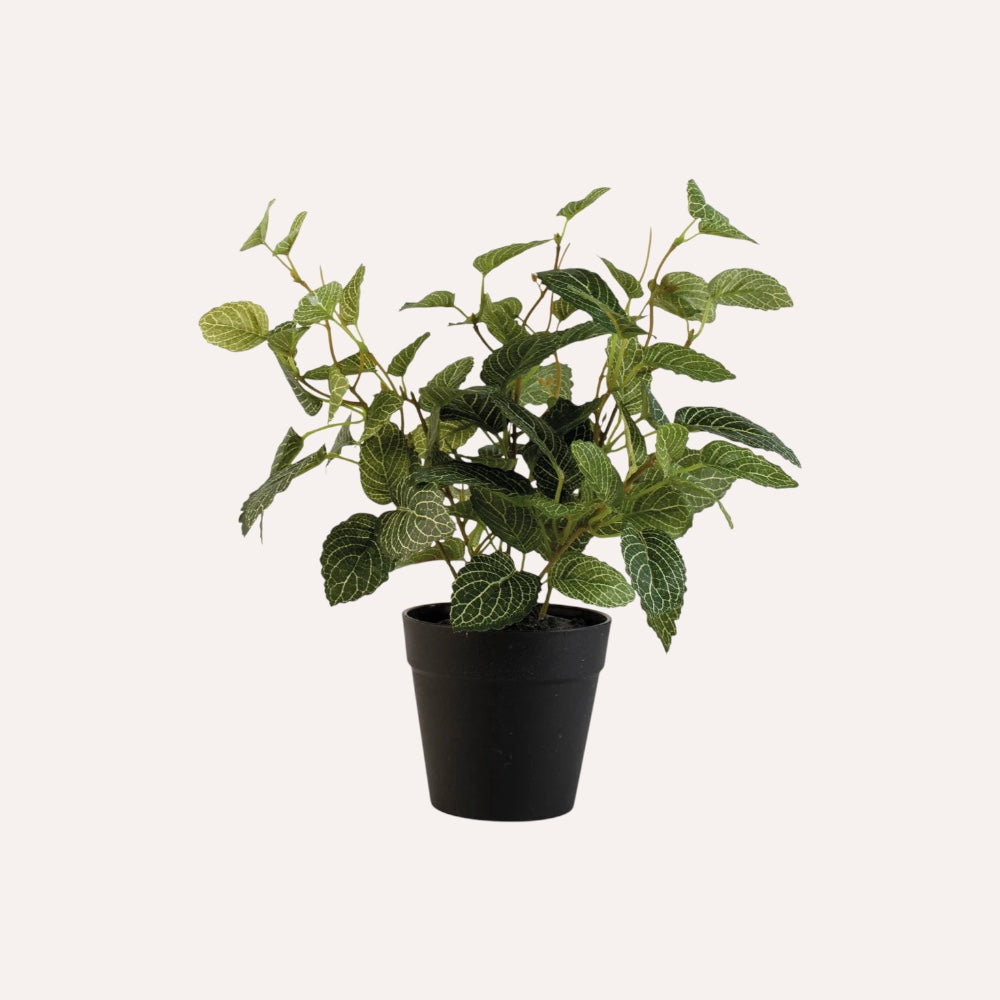 Potted Fittonia