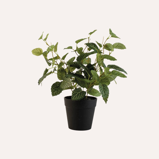 Potted Fittonia