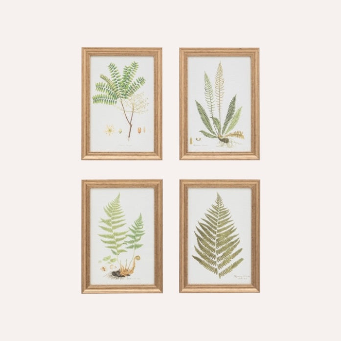 Set Of 4 Framed Ferns