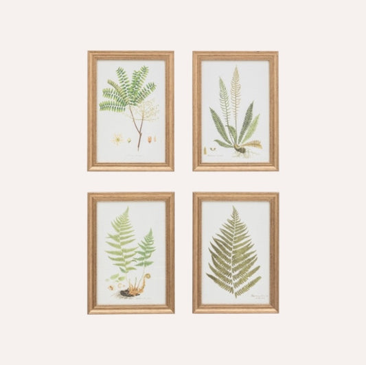 Set Of 4 Framed Ferns