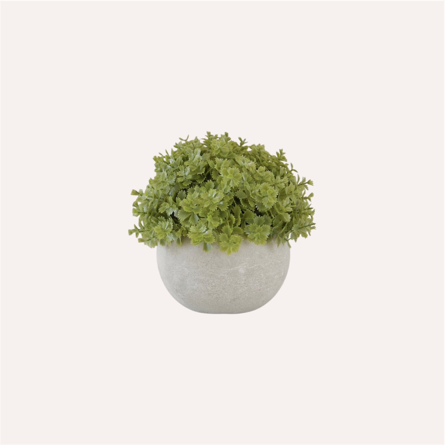 Miniature Green Hebe