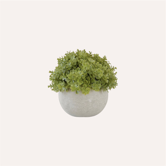 Miniature Green Hebe