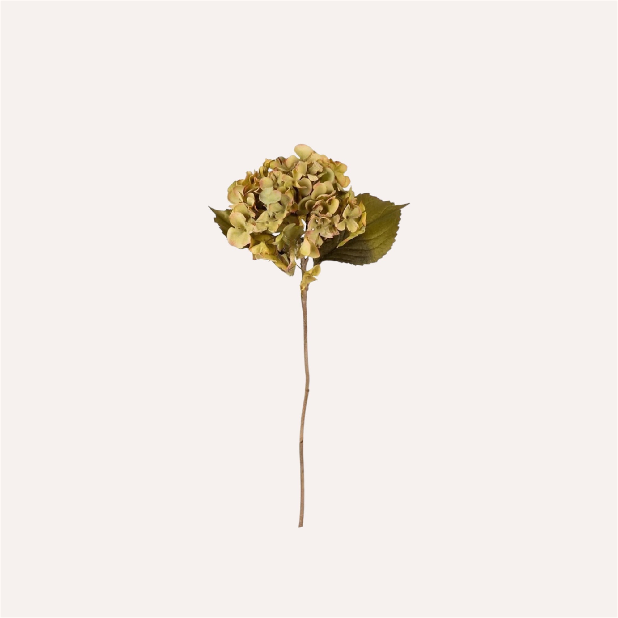 Olive Hydrangea