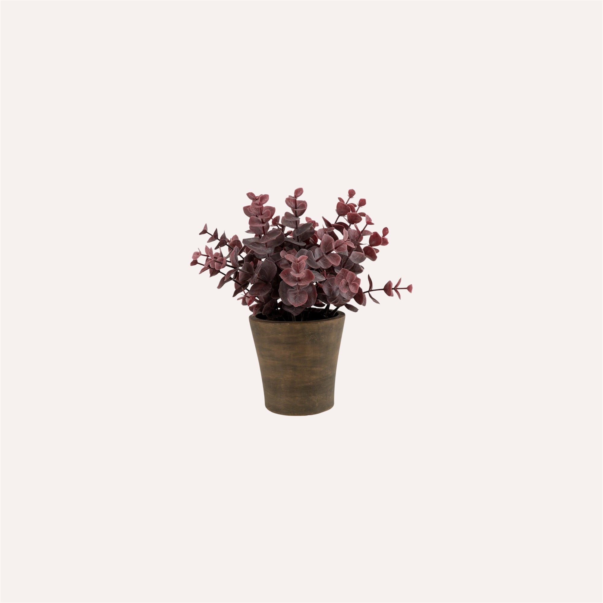 Potted Burgundy Eucalyptus