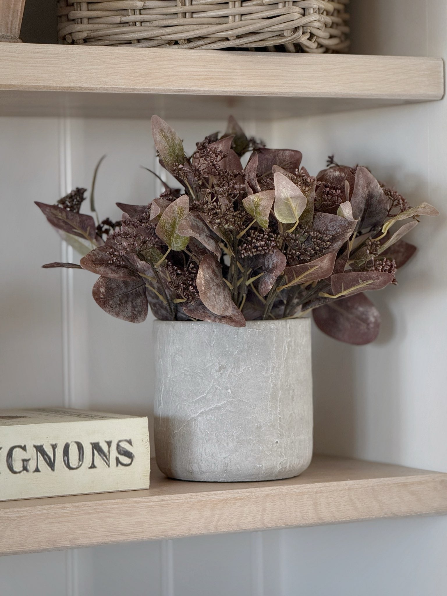Potted Autumn Eucalyptus