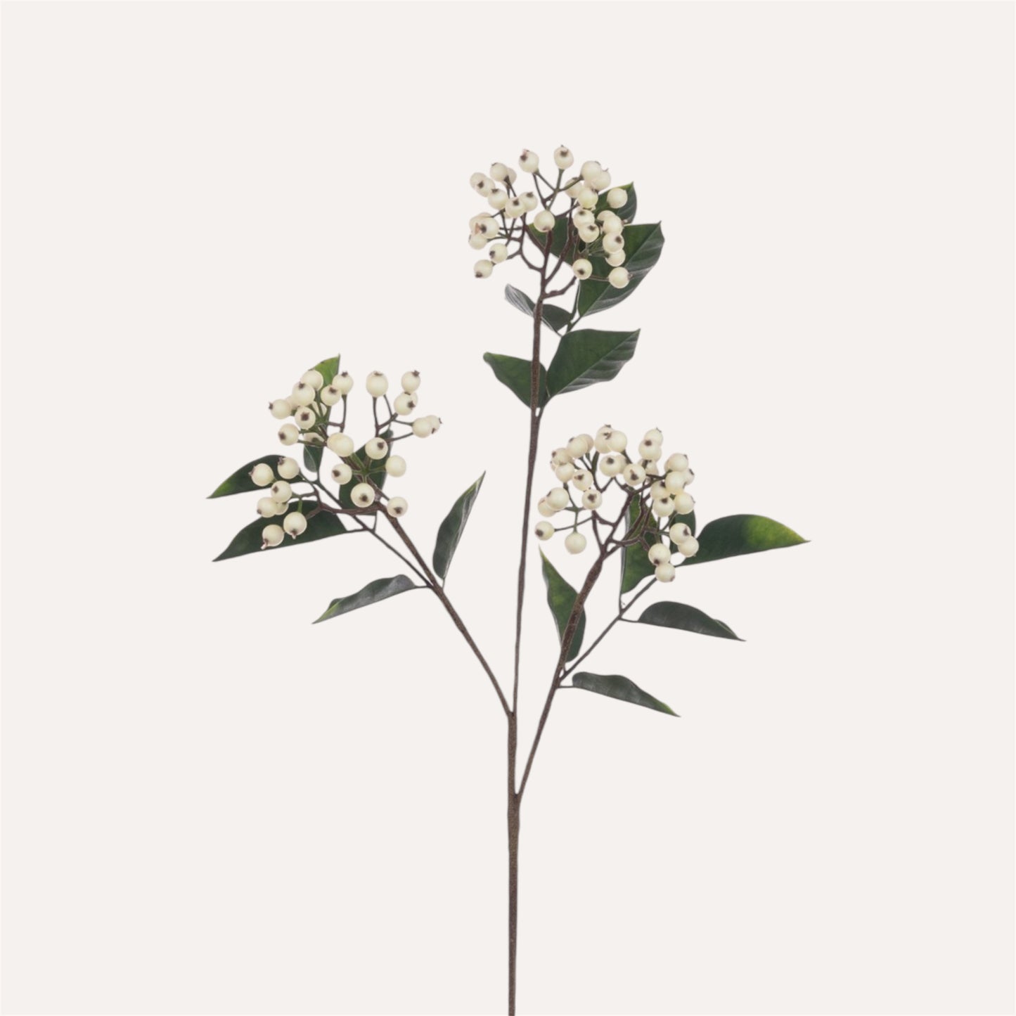 Berry Stem