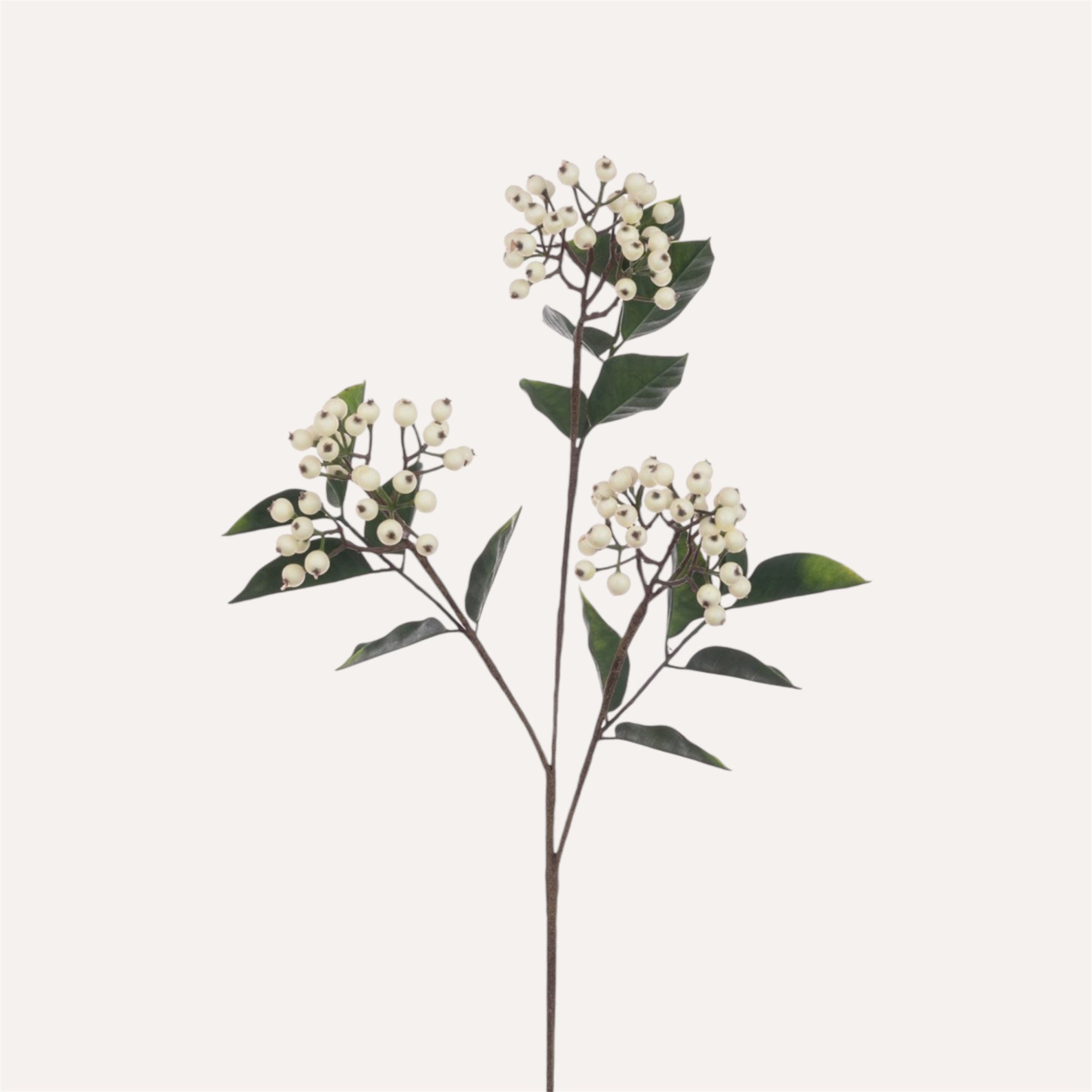 Berry Stem