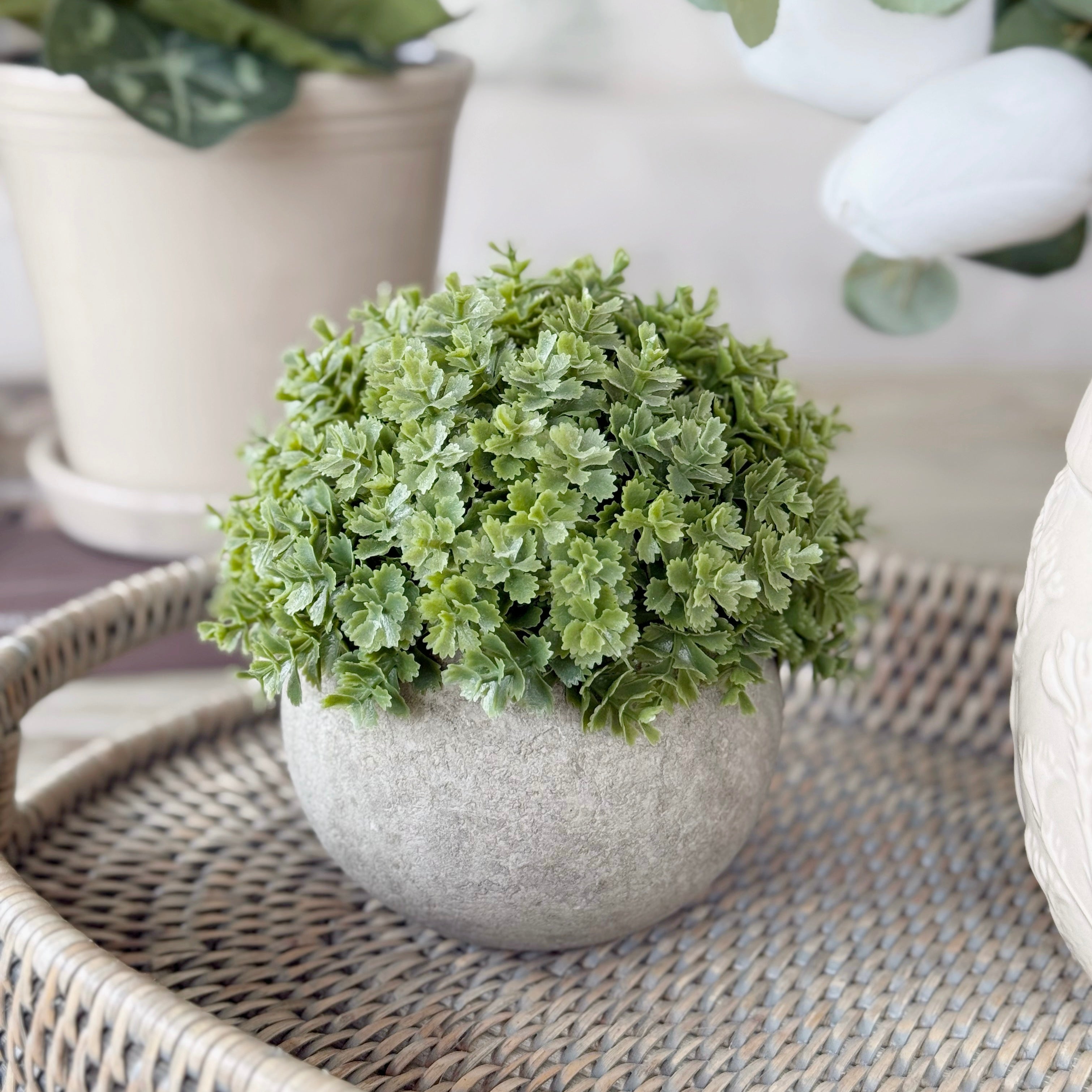 Miniature Green Hebe