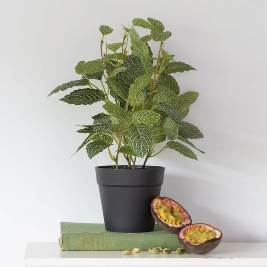 Potted Fittonia