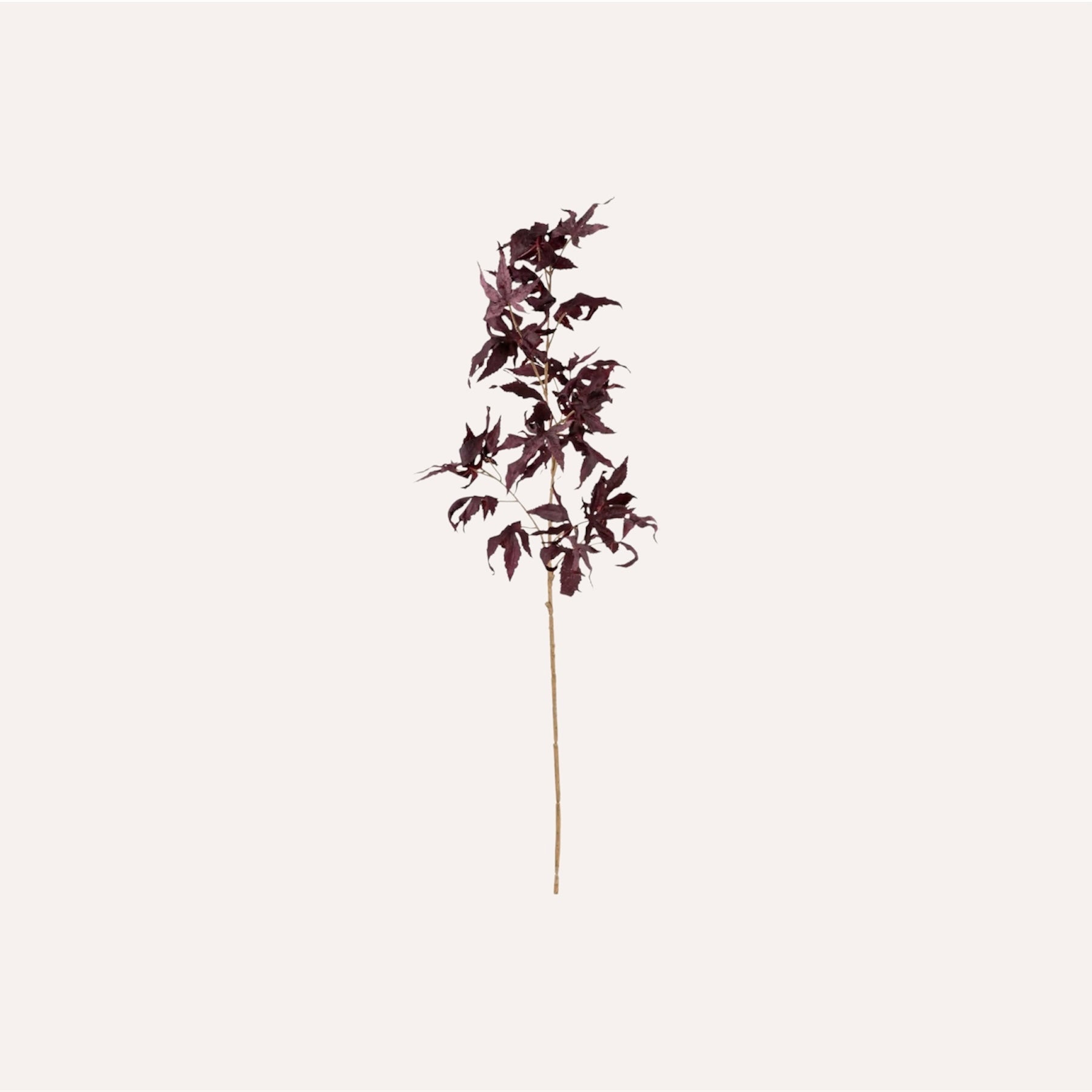 Burgundy Acer Stem