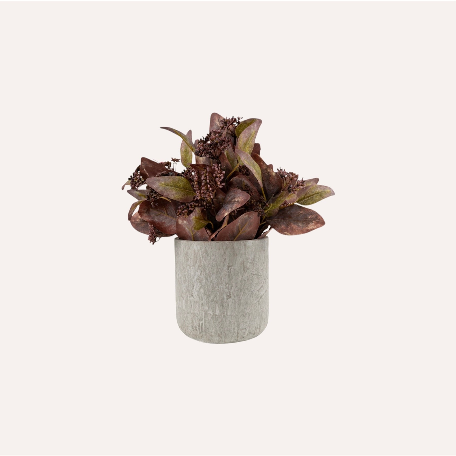 Potted Autumn Eucalyptus