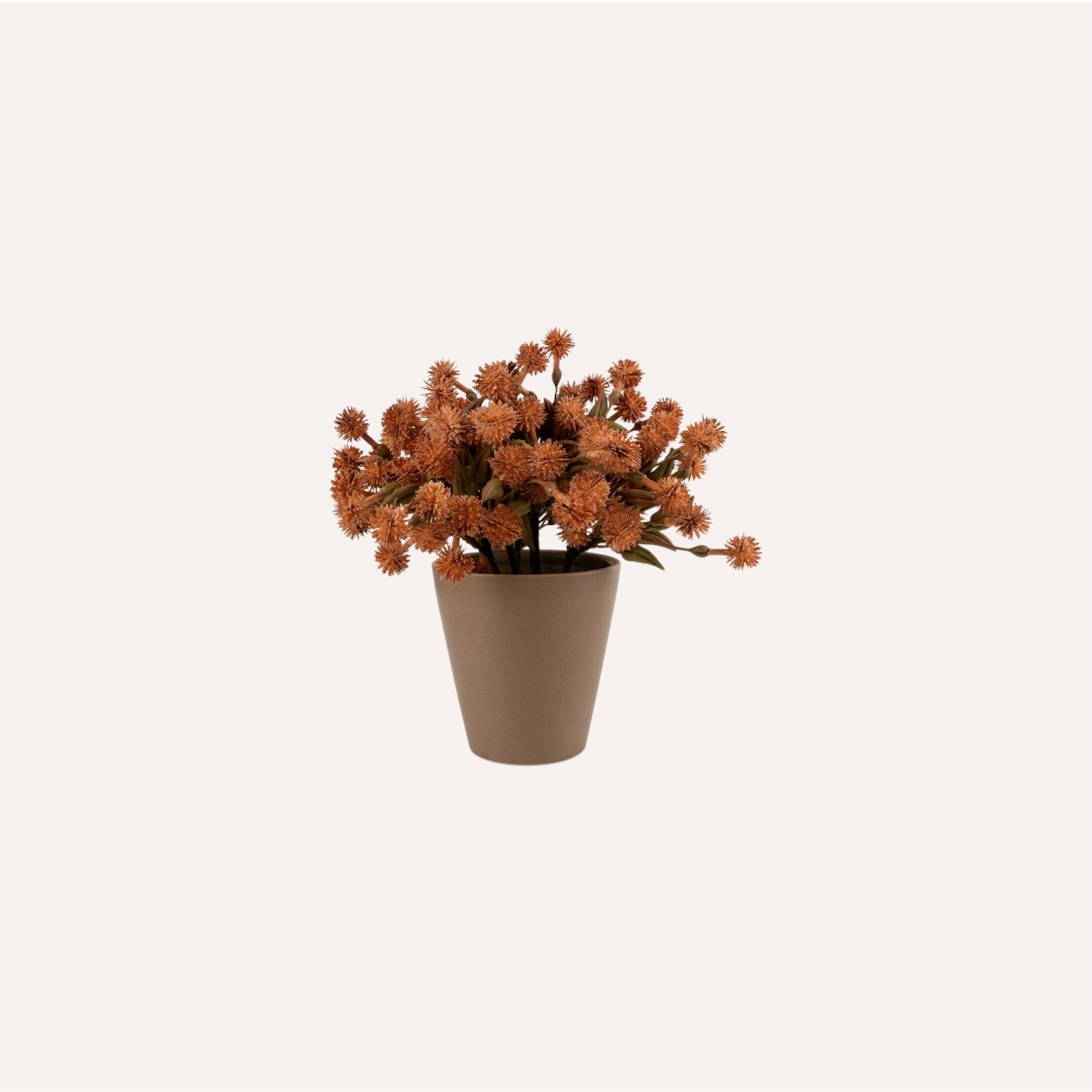 Allium Plant In Ceramic Pot