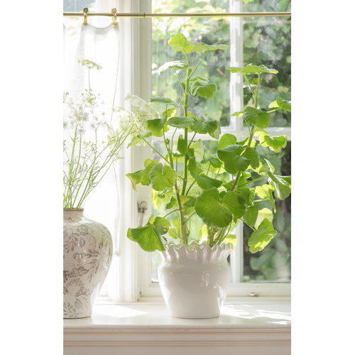 Evelina Pot