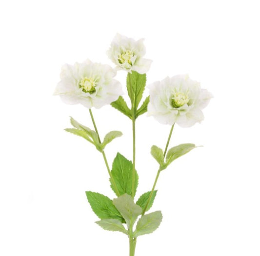 White Hellebore Spray