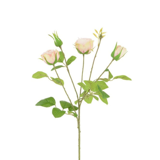 Pink English Cabbage Rose Spray