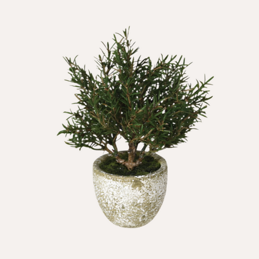 Rosemary Bush In Clay Pot