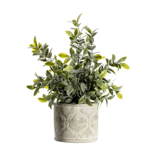Dusky Potted Sage