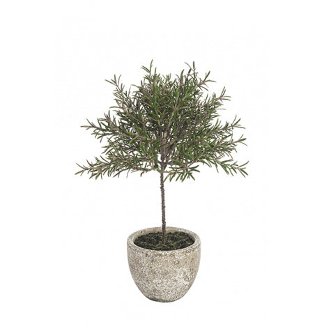 Potted Rosemary