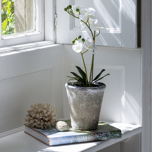 Potted White Orchid