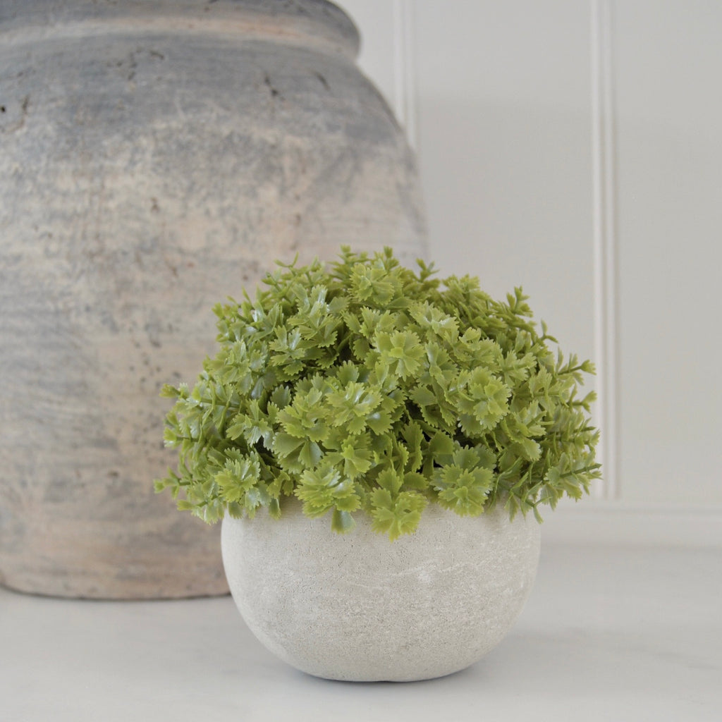 Miniature Green Hebe