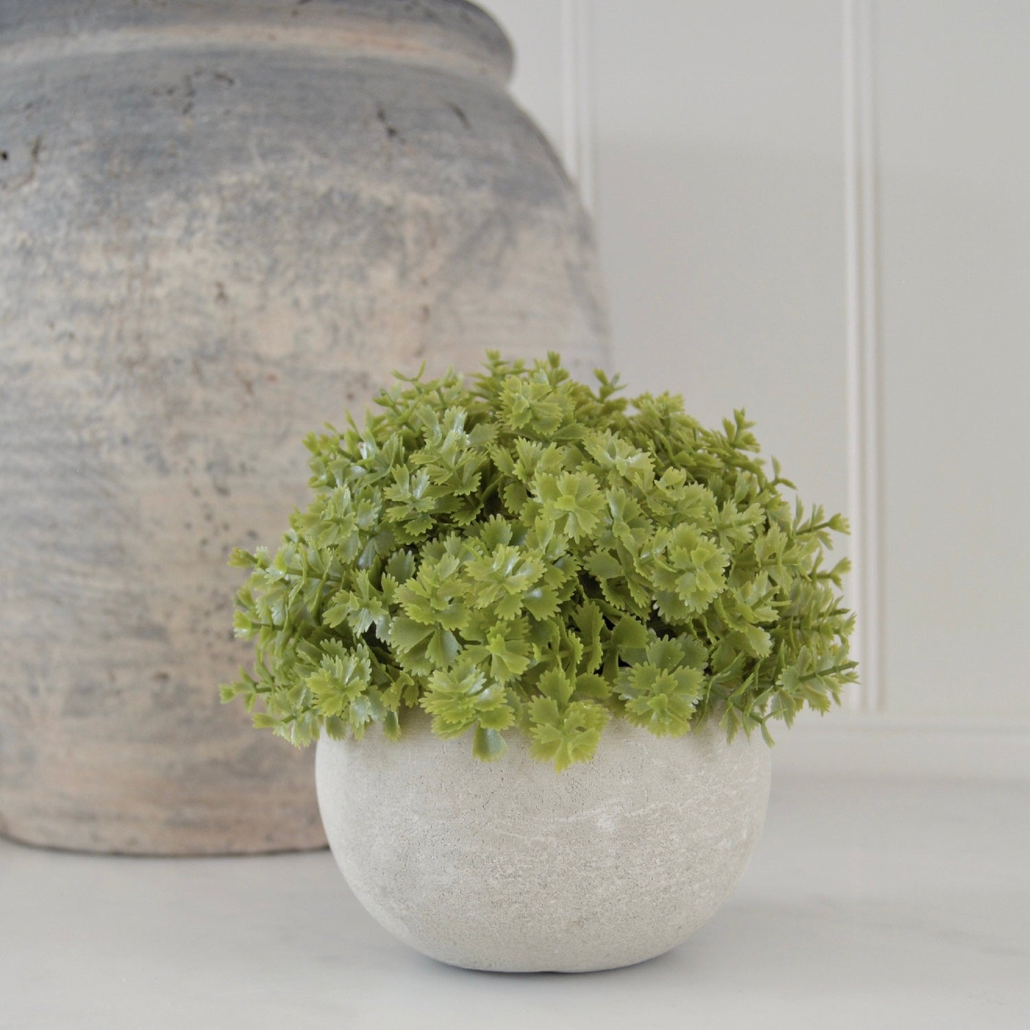 Miniature Green Hebe
