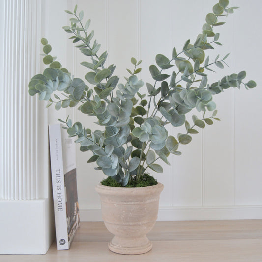 Eucalyptus In Soil