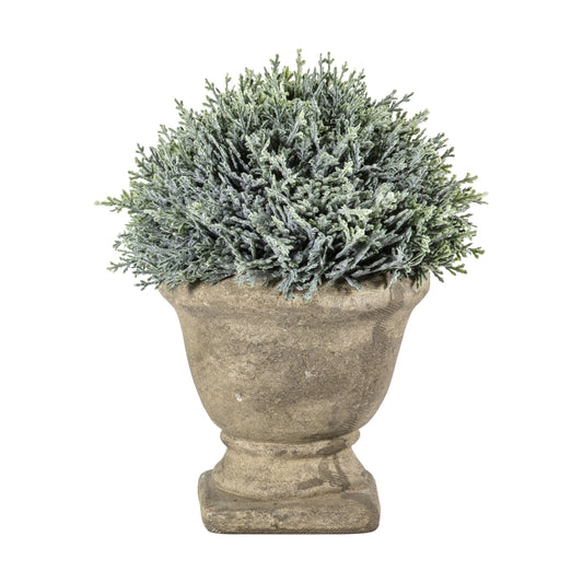 Cypress Potted