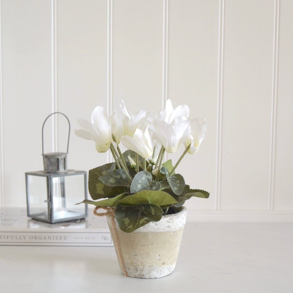 White Cyclamen