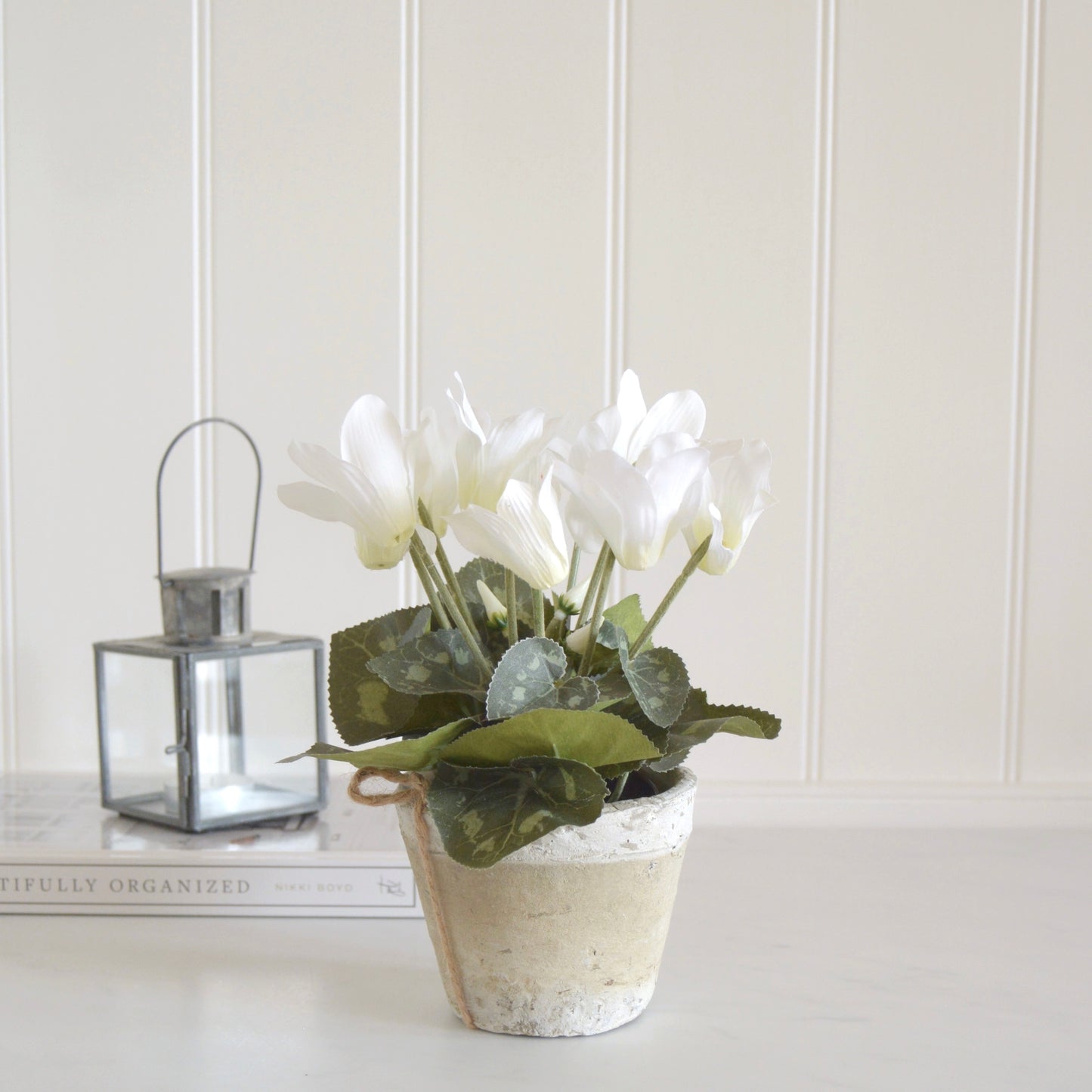 White Cyclamen