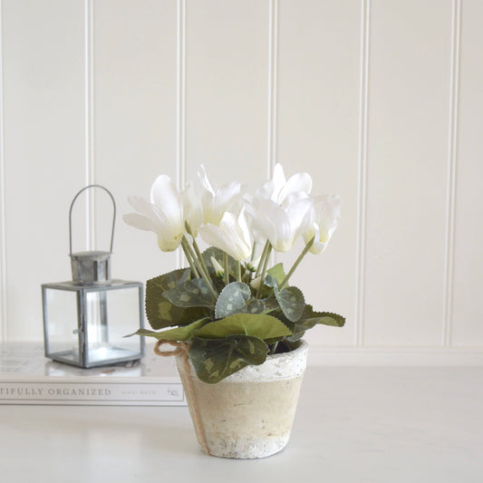 White Cyclamen