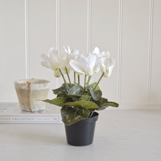 White Cyclamen